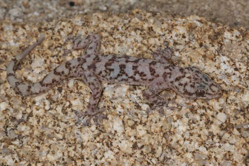Peninsular Leaf-toed Gecko