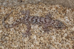 Phyllodactylus nocticolus