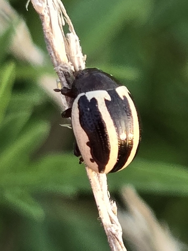 Ragweed Leaf Beetle (Zygogramma suturalis) photo 3