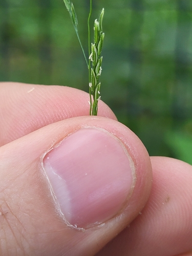 Image of Leersia virginica by (c) Brandon McCracken, some rights reserved (CC BY)
