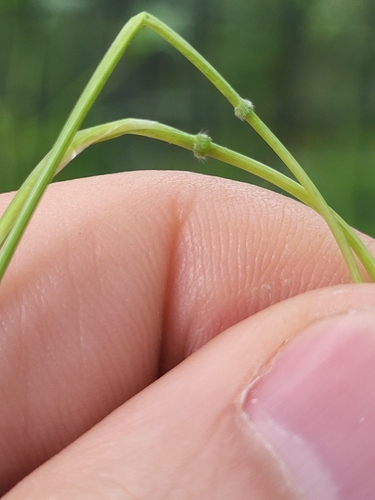Image of Leersia virginica by (c) Brandon McCracken, some rights reserved (CC BY)