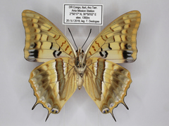 Charaxes boueti boueti