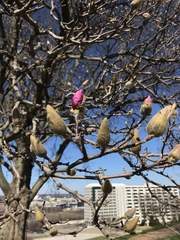Magnolia