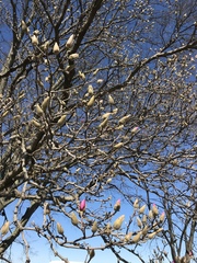 Magnolia