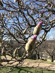 Magnolia