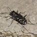 Woodgate’s Tiger Beetle - Photo (c) Mark S Romero, some rights reserved (CC BY-NC), uploaded by Mark S Romero