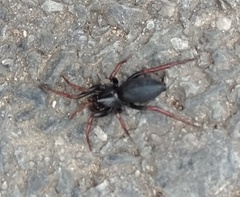 Trachyzelotes pedestris