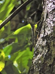 Draco indochinensis