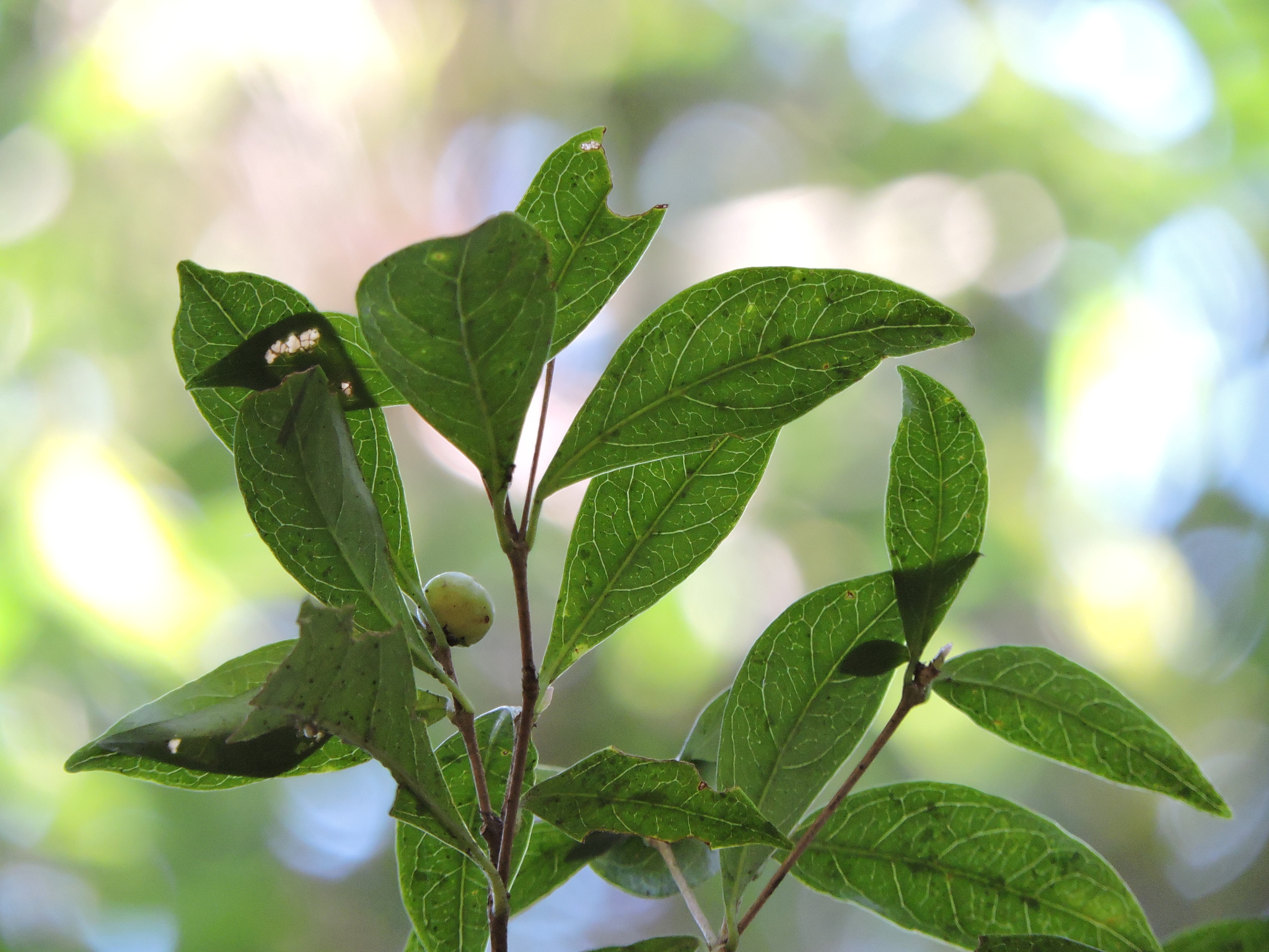 Cordiera concolor