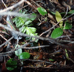Melicytus ramiflorus ramiflorus