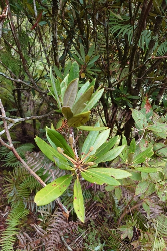 Image of Rhododendron formosanum by (c) 如此甚好, some rights reserved (CC BY)