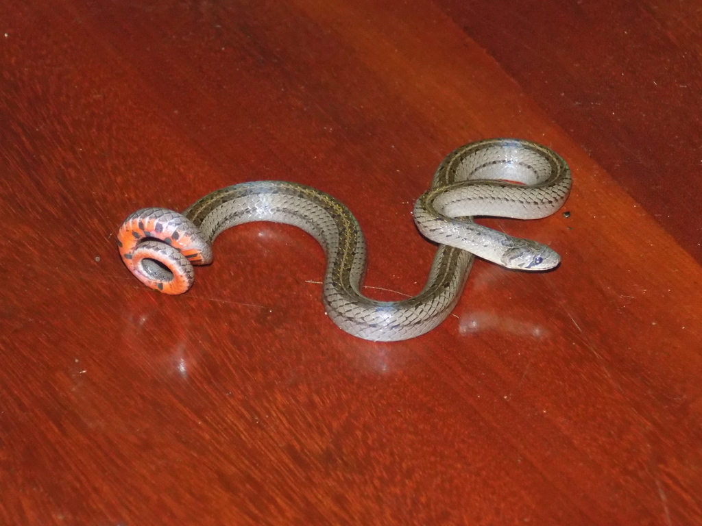 Deuve's Kukri Snake
