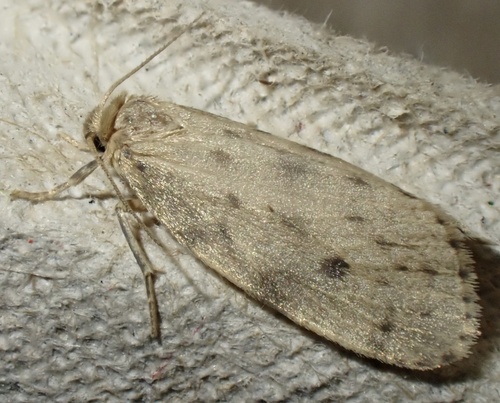 Round-winged Muslin, Graafland, Groot-Ammers, South Holland, NL, photo 7 of 10