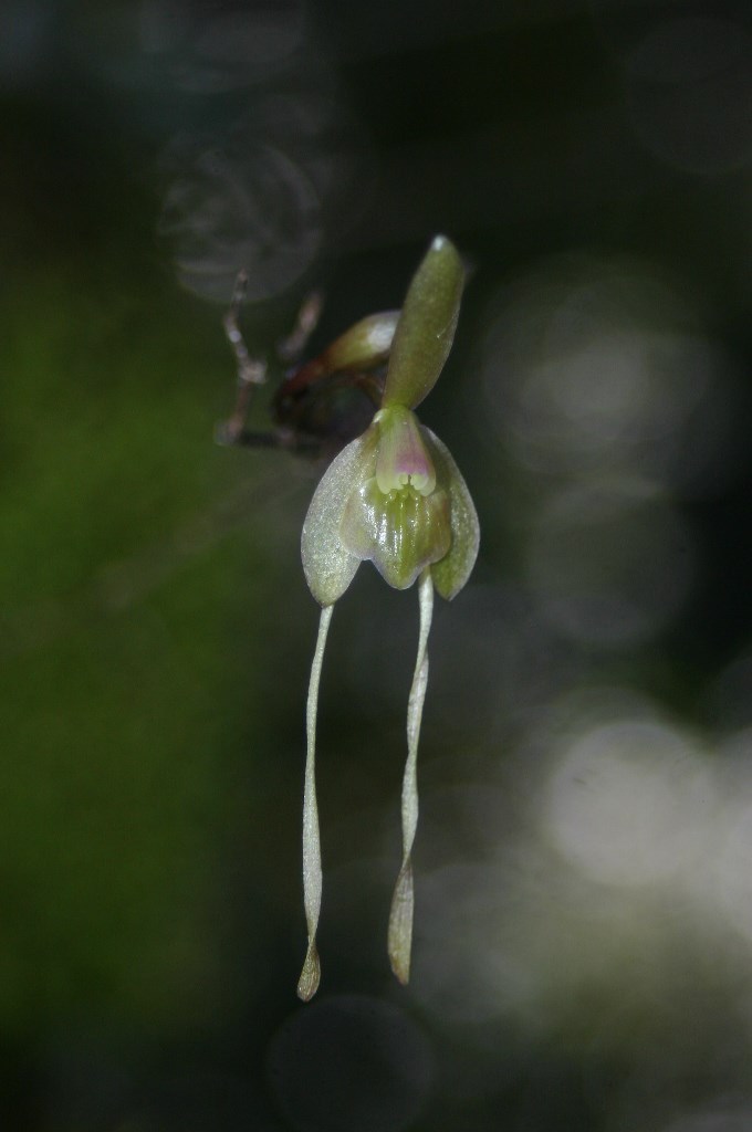 Epidendrum longipetalum