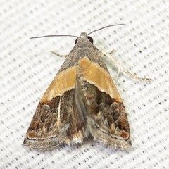 Tripudia balteata