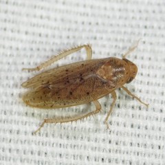 Ponana