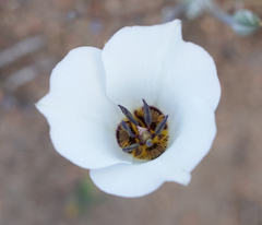 Calochortus invenustus