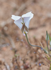 Calochortus invenustus