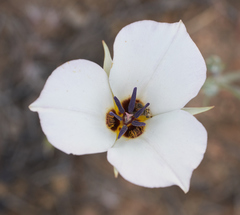 Calochortus invenustus
