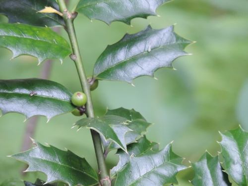 Image of Ilex colchica by (c) Анна Кириченко, some rights reserved (CC BY)