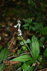 Epidendrum longipetalum