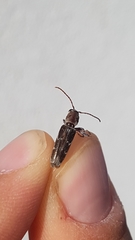 Xylotrechus smei