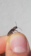 Xylotrechus smei