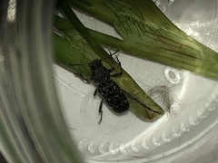 Xylotrechus mormonus