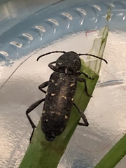 Xylotrechus mormonus