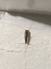 Ctenolepisma