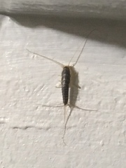 Ctenolepisma