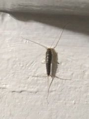 Ctenolepisma