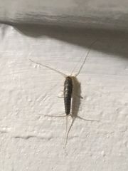 Ctenolepisma