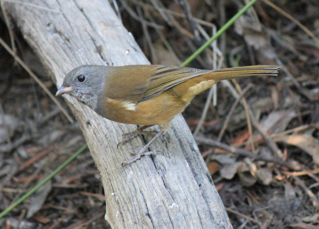 Olive Whistler