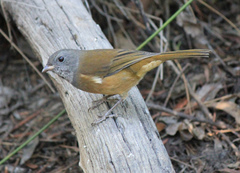 Pachycephala olivacea