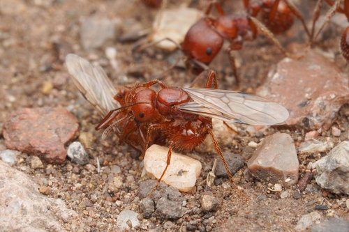 Red harvester ant