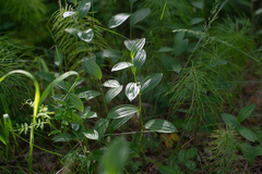 Polygonatum humile