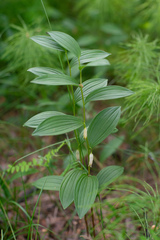 Polygonatum humile