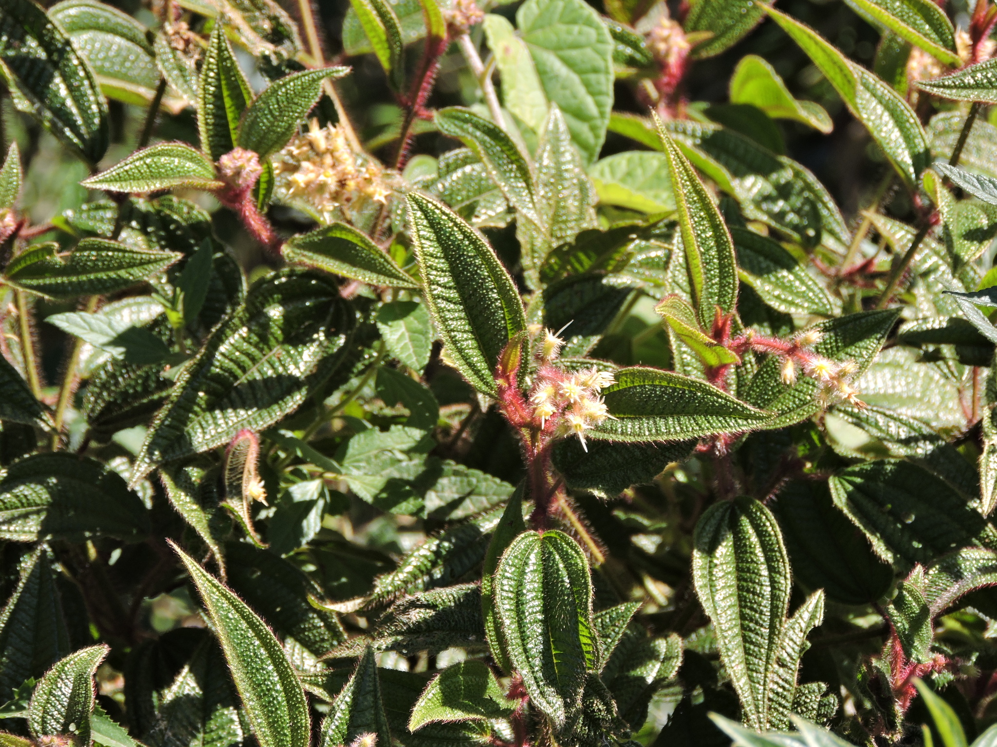 Miconia australis