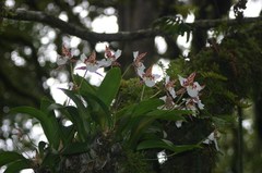 Rhynchostele rossii
