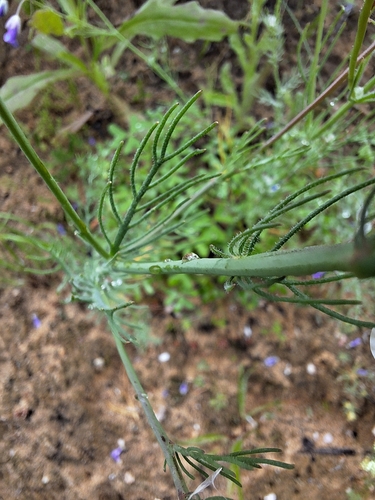 Image of Heliophila digitata by (c) Adele SL, some rights reserved (CC BY)