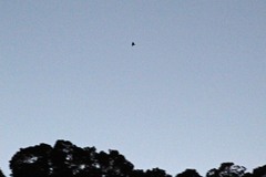 Phalaenoptilus nuttallii