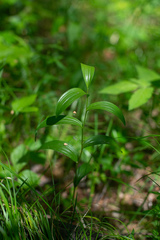 Polygonatum humile