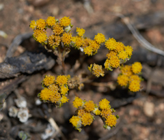 Eriophyllum pringlei