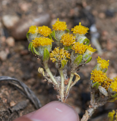 Eriophyllum pringlei