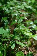 Polygonatum humile