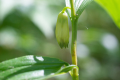 Polygonatum humile