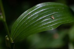 Polygonatum humile