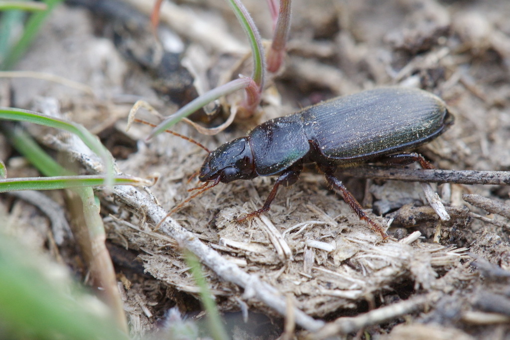 Harpalus stevenii
