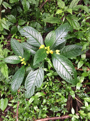 Chrysothemis friedrichsthaliana
